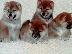 PoulaTo: Κουτάβια Shiba inu