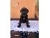 PoulaTo: Κουτάβια Cane Corso