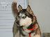 PoulaTo: ΧΑΣΚΙ Σιβηρίας (Siberian Husky)