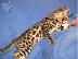 PoulaTo: Purebred Bengal Leopard Kittens