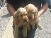 PoulaTo: Cocker Spaniel - Κόκερ Σπάνιελ
