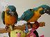 PoulaTo: Μπλε και χρυσοί παπαγάλοι Macaw