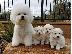 PoulaTo: Κουτάβια Bichon frize