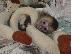 PoulaTo: Ómorfo Capuchin Monkey gia yiothesía steílte mas mínyma sto ...