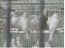 PoulaTo: talking cockatoo parrot for 200€