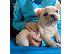 PoulaTo: γαλλικά κουτάβια μπουλντόγκ / French bulldog puppies