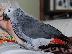 PoulaTo: zako african grey parrot