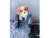 PoulaTo: Πωλούνται κουτάβια super cavalier king charles.