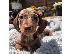 PoulaTo: Πανέμορφα κουτάβια Dachshund.