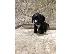 PoulaTo: Κουτάβια Cocker Spaniel έτοιμα