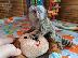 PoulaTo: register baby marmoset  monkey for 299€