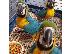PoulaTo: end of year parrots promotion for only 149€