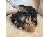 PoulaTo: αγαπούν το Yorkie terrier έτοιμο για υιοθέτηση.