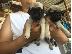 PoulaTo: Το σπίτι έθεσε Pug κουτάβια για rehoming