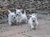PoulaTo: Δυτική Highland Terrier Pups
