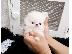PoulaTo: πομερανός μινι καθαρόαιμα/ Pomeranian Mini