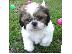 PoulaTo: Σπίτι Εκπαιδευμένο Shih Tzu Κουτάβια