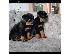 PoulaTo: Rottweiler puppies for sale