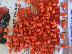 PoulaTo: goji berry - γκότζι - πώληση φυτών