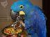 PoulaTo: hycinth macaw parrot for 200 euro