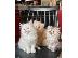 PoulaTo: Ragdoll Kittens προς πώληση Αρσενικό/θηλυκό