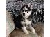 PoulaTo: Χάσκι Σιβηρίας (Siberian Husky)