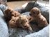 PoulaTo: Όμορφα κουτάβια PatterpooToy Poodle