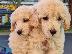 PoulaTo: Poodle mini cream - Κανίς μίνι μέγεθος κρεμ χρώμα