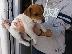 PoulaTo: Yorkshire terrier super pocket, Αττική (€ 110.00 )
