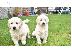 PoulaTo: ωλούνται κουτάβια Golden Retriever