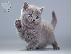 PoulaTo: British blue kitten