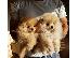 PoulaTo: Pomeranian Boo type - Πομεράνιαν μπου