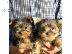PoulaTo: Υπέροχα καθαρόαιμα κουτάβια Yorkshire Terrier