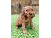PoulaTo: spoodle Puppies
