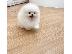 PoulaTo: Pomeranian κουτάβια