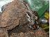 PoulaTo: Βοας (Boa Constrictor Imperator) + Full Terrarium-Τελικη Τιμη