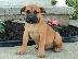 PoulaTo: κουτάβια boerboel