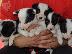 PoulaTo: Κουτάβια Border Collie