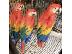 PoulaTo: Super Super Tame Baby Scarlet Macaw