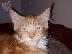 PoulaTo: Όμορφη γαϊδουράγκαθο Maine Coon