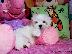 PoulaTo: Δύο κουτάβια Top Class Maltese Available