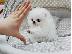 PoulaTo: Pomeranian