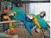 PoulaTo:   Scarlet παπαγάλος macaw για 200 ευρώ