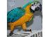 PoulaTo: scarlet παπαγάλος macaw για 200 €