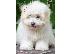 PoulaTo: Coton de Tulear - Κοτόν ντε Τουλεάρ