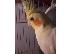 PoulaTo: Πωλείται cockatiel