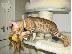 PoulaTo: Γατάκι Savana Bengal
