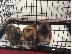 PoulaTo: Αξιολάτρευτο αρσενικό και θηλυκό chow chow Chow Puppies για υιοθεσία...