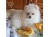 PoulaTo: Καταπληκτικά κουτάβια από Pomeranian!