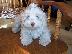 PoulaTo: Havanese κουτάβια για rehoming